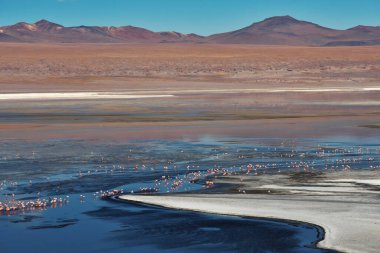 Laguna Colorada, Uyuni Salf Flat, Bolivya 'nın renkli sularında bir grup pembe flamingo.