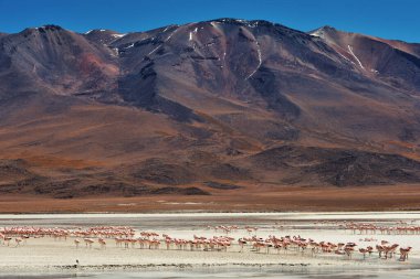 Laguna Colorada, Uyuni Salf Flat, Bolivya 'nın renkli sularında bir grup pembe flamingo.