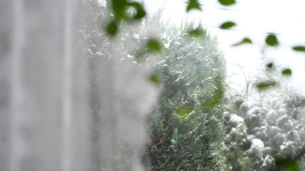 Вид Окна Двор Через Комнатные Растения Снег Снежной Бурей Фокус — стоковое видео