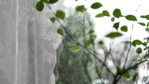 Вид Окна Двор Через Комнатные Растения Снег Метелью Фокус Передний — стоковое видео