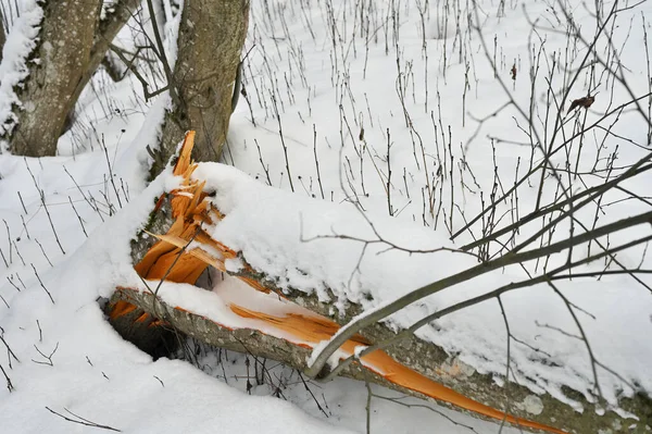 Albero Ontano Tronco Coperto Dalla Neve Piegato Rotto Causa Forti — Foto Stock