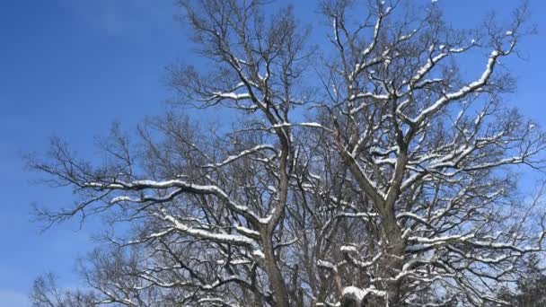 눈덮인 떡갈나무가 하늘을 등지고 — 비디오