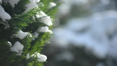 Güneş ışığında yeşil thuja dallarında kar. Bir thuja ağacının yeşil dalları güneş ışığında beyaz karla kaplıdır.. 