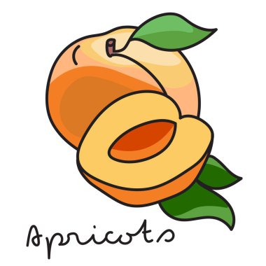 Beyaz arka planda kayısılar. Vektör illüstrasyonu 