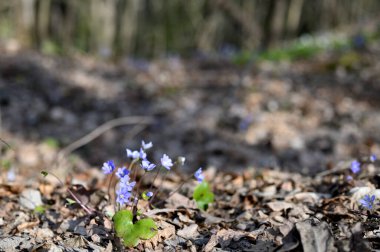 Bahar ormanlarında çiçek açan Hepatica nobilis. Hepatica hastalığının mavi çiçekleri. Karaciğer otunun mor çiçeği, böbrek otu, pennywort, Anemone hepatica