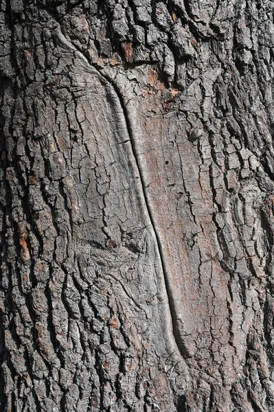 Textura Áspera Casca Árvore Velha Close Casca Madeira Desgastada Cicatriz — Fotografia de Stock