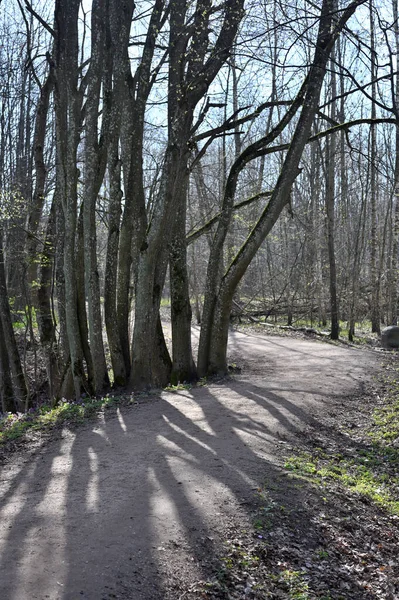 Bäume Park Sonniger Tag Waldweg — Stockfoto