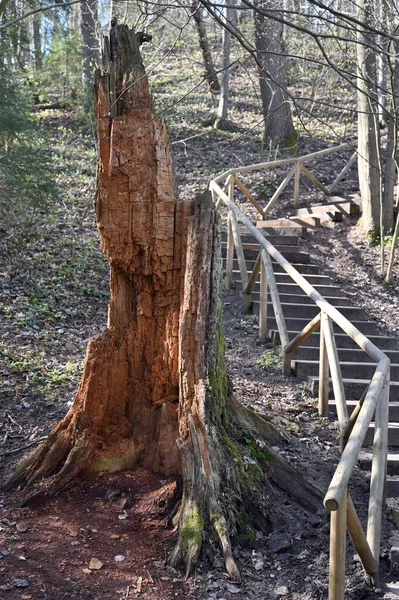 Velho Tronco Parque Florestal Árvore Velha Podre Primavera — Fotografia de Stock