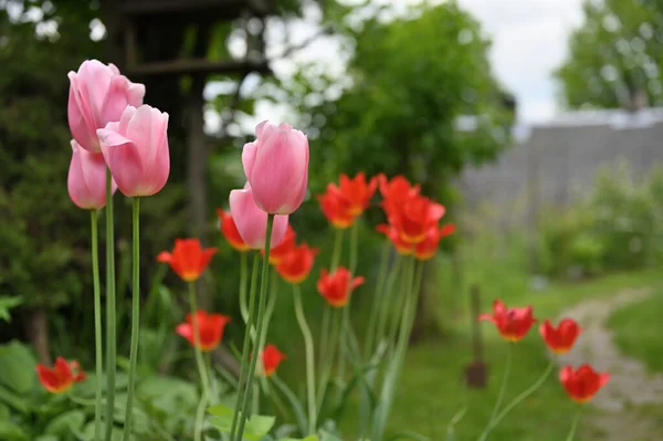 Fleurs Tulipes Tulipes Colorées Ensoleillées Lumineuses Jardin — Photo