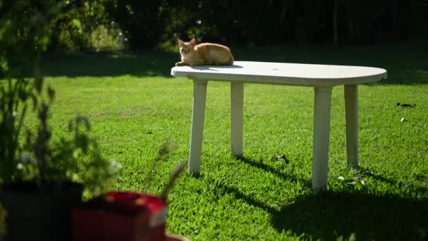 Huiskat Zittend Een Tuintafel Zonnige Tuin — Stockvideo