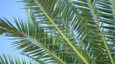 Rüzgarda hareket eden palmiye dalları, Mavi Gökte Yaprak Palmiyesi