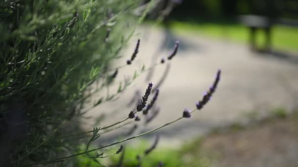 Närbild Blommande Lavendel Svajande Vinden Naturbakgrund — Stockvideo