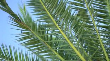 Rüzgarda hareket eden palmiye dalları, Mavi Gökte Yaprak Palmiyesi