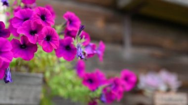 Bahçede açan renkli çiçekler, pastel renkler.