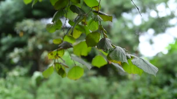 Fundo Natureza Verde Folhas Verdes Uma Árvore Acenando Vento Bokeh — Vídeo de Stock