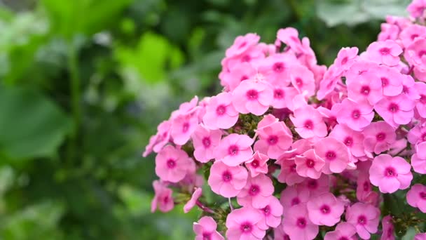 庭で咲く色鮮やかな花 パステルカラー — ストック動画