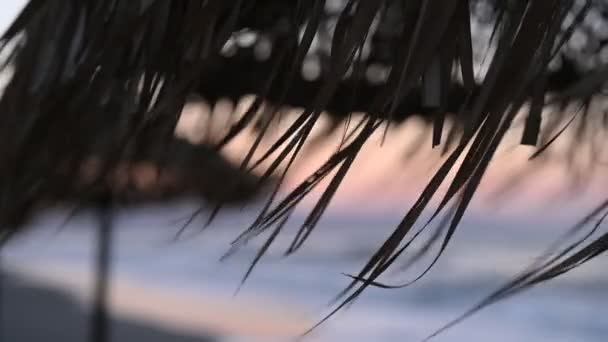 Torkade Bruna Palmblad Stranden Umbrella Torra Palmblad Tropisk Strand — Stockvideo