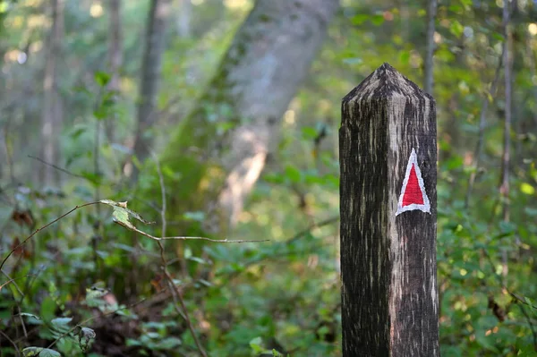 Színes Nyíl Irányjelzés Ösvényen Erdei Park Ősszel — Stock Fotó