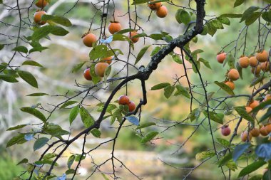Kaki veya Persimmon meyveleri Japonya 'da popüler sonbahar meyveleri