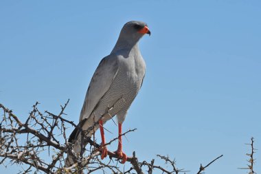 Solgun İlahi Şahin (Melierax canorus) Etosha Ulusal Parkı, Namibya, Afrika