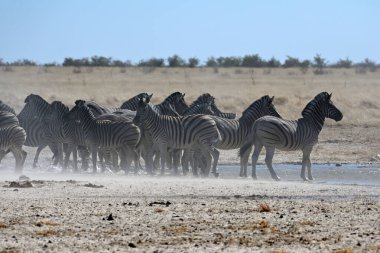 Afrika çalılığında zebraları soydum. Etosha Ulusal Parkı, Namibya. Afrika safarisi vahşi yaşam. Doğadaki vahşi hayvan..