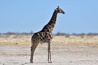 Etosha Ulusal Parkı, Namibya, Afrika 'da Zürafa (Giraffa camelopardalis)