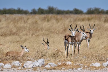 Springbok antilopları (Antidorcas marsupialis) Etosha Ulusal Parkı, Namibya