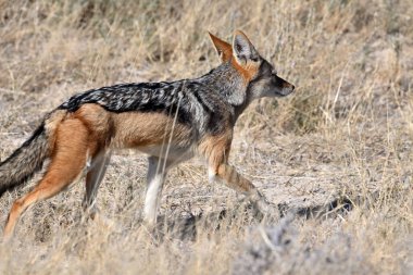 Siyah sırtlı çakal. Etosha Ulusal Parkı, Namibya, Afrika