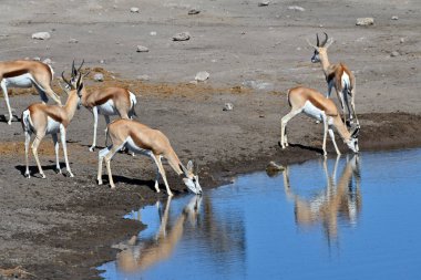 Springbok antilopları (Antidorcas marsupialis) Etosha Ulusal Parkı, Namibya