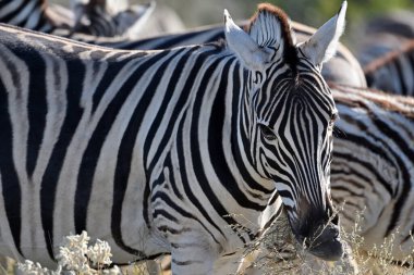 Afrika çalılığında zebraları soydum. Etosha Ulusal Parkı, Namibya. Afrika safarisi vahşi yaşam. Doğadaki vahşi hayvan..