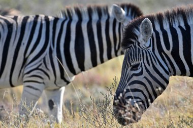 Afrika çalılığında zebraları soydum. Etosha Ulusal Parkı, Namibya. Afrika safarisi vahşi yaşam. Doğadaki vahşi hayvan..
