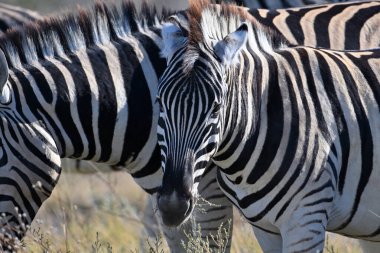 Afrika çalılığında zebraları soydum. Etosha Ulusal Parkı, Namibya. Afrika safarisi vahşi yaşam. Doğadaki vahşi hayvan..
