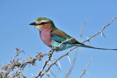 Leylak göğüslü paten kuşu, Etosha Ulusal Parkı, Namibya, Afrika
