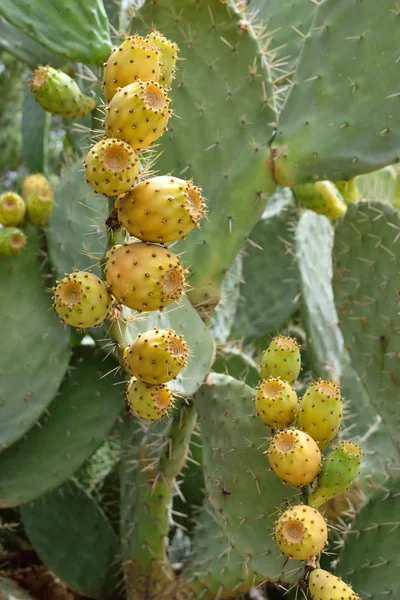 Cactus fruits