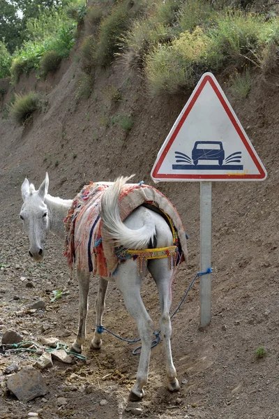 Weiße Maultier auf einer staubigen Straße — Stockfoto