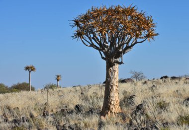 Titrek ağaçlı manzara (Aloe ikilemi), Güney Namibya, Afrika