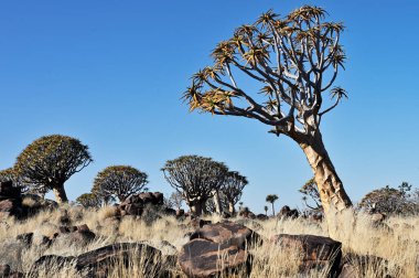 Titrek ağaçlı manzara (Aloe ikilemi), Güney Namibya, Afrika