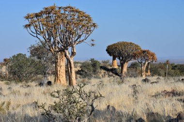 Titrek ağaçlı manzara (Aloe ikilemi), Güney Namibya, Afrika