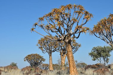 Titrek ağaçlı manzara (Aloe ikilemi), Güney Namibya, Afrika