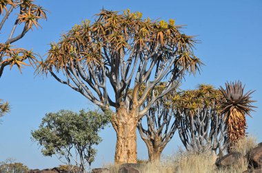 Titrek ağaçlı manzara (Aloe ikilemi), Güney Namibya, Afrika