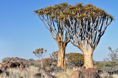 Titrek ağaçlı manzara (Aloe ikilemi), Güney Namibya, Afrika