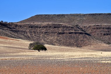 Tipik Namibya, Afrika manzarası. Tek akasya ağacı, arka planda çöl ve dağlar ve mavi gökyüzü arka planına sahip sarı savana.