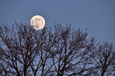 Dolunay dallara sıkıştı, soğuk kış, dolunay ağaçların arasından karanlık mavi gökyüzüne bakıyor..