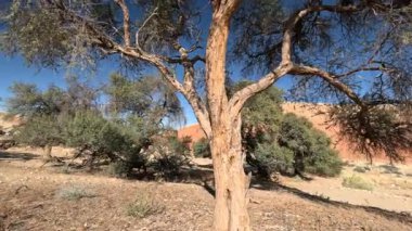 Namibya, Afrika 'daki Namib Çölü' nde kuru ağaçlar ve güneş ısısı.
