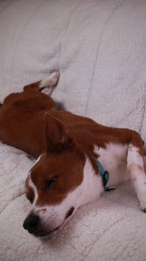 Köpek kanepede uyuyor. 