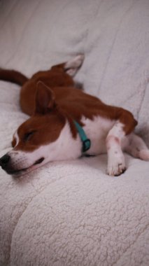 Köpek kanepede uyuyor. 