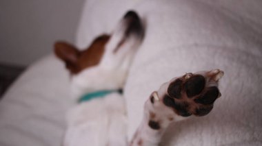 Köpek kanepede uyuyor. 