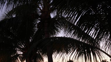 Akşamları palmiye ağacı silueti