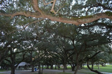 Gün batımında parktaki ağaçlar - alçak açı
