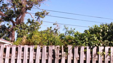 Tree leaves sticking out of a fence 